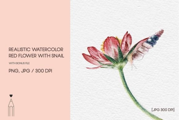 Download Watercolor Red Flower&amp; Snail Clipart - Art Collection