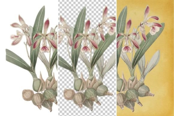 Download Vintage Flower Wall Art Printable - Art Collection